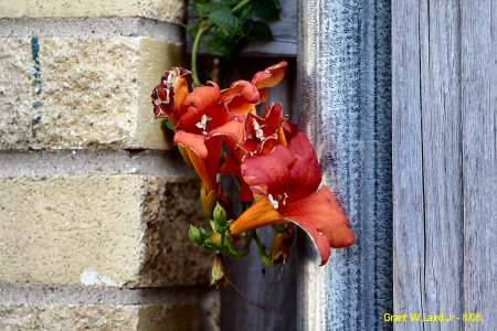 vineyard flower