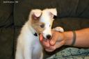 Toby - puppy